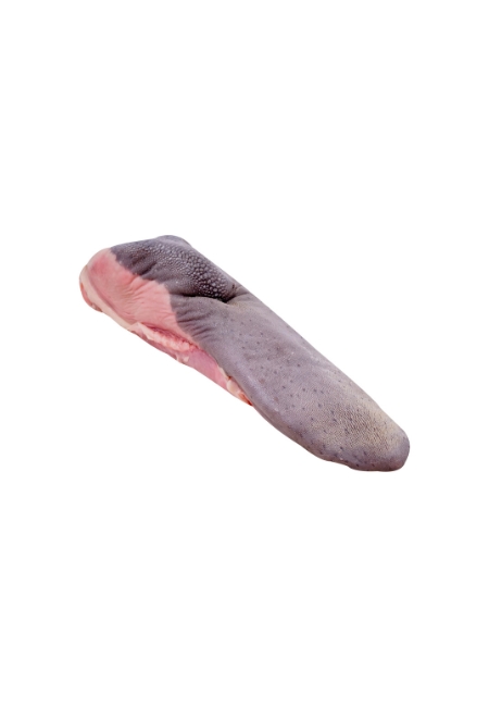 Lengua <br/>____